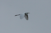 Great White Egret - Ardea alba - Cees Witkamp - 9 August 2021
