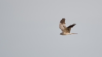Montagu's Harrier - Mathieu André - 21 August 2021