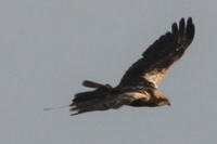Marsh Harrier - Circus aeruginosus - Cees Witkamp - 29 August 2021