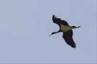 Black Stork - Ciconia nigra - Jo Symon - 7 August 2021