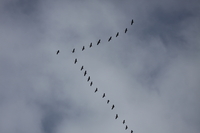 Crane - Grus grus - Cees Witkamp - 5 September 2021