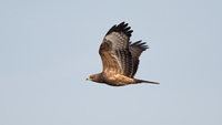 Honey Buzzard - Pernis apivorus - Toy Janssen - 22 September 2021