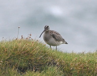 Whimbrel - Numenius phaeopus - John Kemp - 10 October 2021