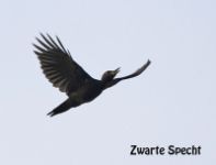 Black Woodpecker - Dryocopus martius - Toy Janssen - 17 September 2008
