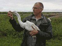 Great White Egret - Ardea alba - Ton Eggenhuizen - 17 July 2011