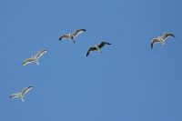 Herring Gull - Larus argentatus - Wim vd Woning - 16 October 2011