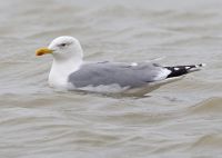 Yellow-legged Gull - Larus michahellis - René Rossum, van - 11 November 2011