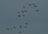 Eurasian White-fronted Goose - Anser albifrons - Ben Hulsebos - 10 December 2011