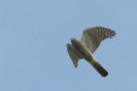 Sparrowhawk - Arjan Boele - 24 August 2012