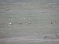 Gannet - Morus bassanus - Peter Boer, de - 16 September 2012