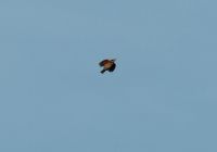 Redwing - Turdus iliacus - Gert Vandezande - 31 October 2012