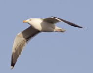 Great Black-backed Gull - Larus marinus - René Rossum, van - 30 December 2012