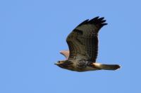Common Buzzard - Buteo buteo - Kris De Keersmaecker - 27 August 2013
