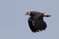 Lapwing - Vanellus vanellus - Kris De Keersmaecker - 27 August 2013