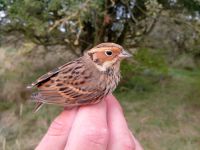 Little Bunting - Emberiza pusilla - Fabien Toulotte - 2 October 2013