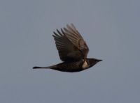 Ring Ouzel - Turdus torquatus - Ian Smith - 2 October 2013
