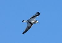 Little Gull - Hydrocoloeus minutus - Adam Hutt - 3 February 2014