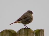 Black Redstart - Phoenicurus ochruros - Brett Richards - 3 April 2014