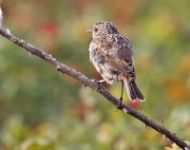 Stonechat - Saxicola rubicola - René van Rossum - 16 September 2014