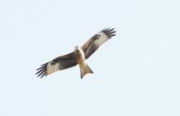 Red Kite - Milvus milvus - Harry Claasen - 4 October 2014
