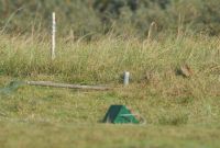 Richard's Pipit - Anthus richardi - Vincent van der Spek - 12 October 2014