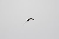 Pallid Swift - Apus pallidus - Mark Hartley - 16 October 2014