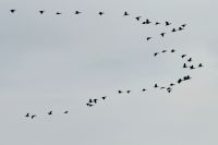 Cormorant - Jan Erik Kikkert - 31 October 2014