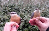 Nuthatch - Sitta europaea - Fabien Toulotte - 22 January 2015