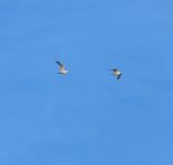 Lesser Black-backed Gull - Larus fuscus - Joachim Vreeman - 20 April 2015