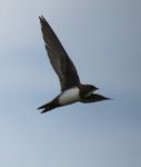 Alpine Swift - Tachymarptis melba - Steve Gomicz - 7 May 2015