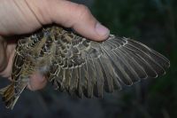 Wood Lark - Lullula arborea - Vincent van der Spek - 7 July 2015