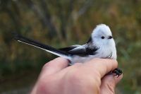 Northern Long-tailed Tit - Aegithalos caudatus caudatus - Vincent van der Spek - 4 November 2015