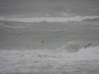 Great Skua - Stercorarius skua - Erik van Winden - 10 November 2015