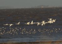 Whooper Swan - Cygnus cygnus - Tim Jones - 15 November 2015