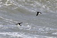 Razorbill - Roca marc - 15 January 2016