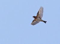 Brambling - Fringilla montifringilla - René van Rossum - 11 March 2016