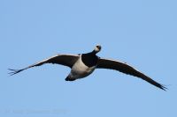 Barnacle Goose - Branta leucopsis - Adri Clements - 14 March 2016