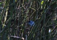 Blackcap - Sylvia atricapilla - Leo de Ree - 1 April 2016