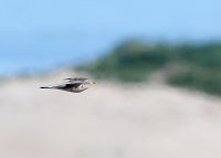 Cuckoo - Cuculus canorus - René van Rossum - 26 May 2016