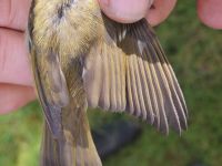 Arctic (Eversmann's) Warbler - Phylloscopus borealis - Xavier Gruwier - 20 October 2015