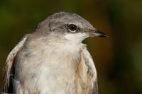 Lesser Whitethroat - Eddy Vaes - 19 September 2016