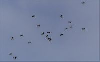 Lapwing - Vanellus vanellus - Hein Prinsen - 24 February 2017