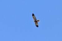Marsh Harrier - Circus aeruginosus - Strait of Messina - 19 March 2017