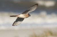 American Kestrel - Falco sparverius - Arjan Boele - 8 April 2017