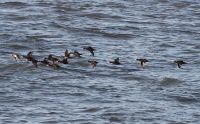 Long-tailed Duck - Clangula hyemalis - Arjan Boele - 11 April 2017