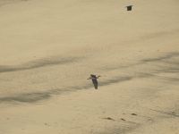 Grey Heron - Ardea cinerea - Will Scott - 21 May 2017