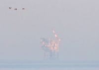 Ruddy Shelduck - Tadorna ferruginea - René van Rossum - 19 June 2017