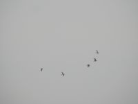 Redshank - Tringa totanus - Will Scott - 26 July 2017