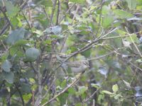 Greenish Warbler - Phylloscopus trochiloides - Will Scott - 29 August 2017