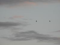 Ruff - Calidris pugnax - Will Scott - 13 October 2017